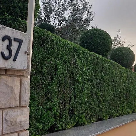 Duda بولا